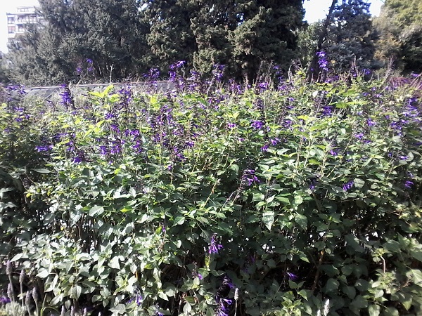 Jardim Botânico em Buenos Aires