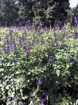 Jardim Botânico em Buenos&nbsp;Aires