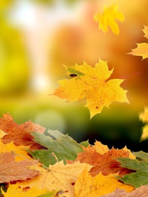 Natureza, luto e&nbsp;biofilia