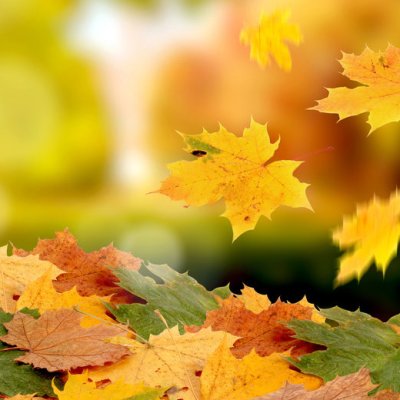 Natureza, luto e&nbsp;biofilia