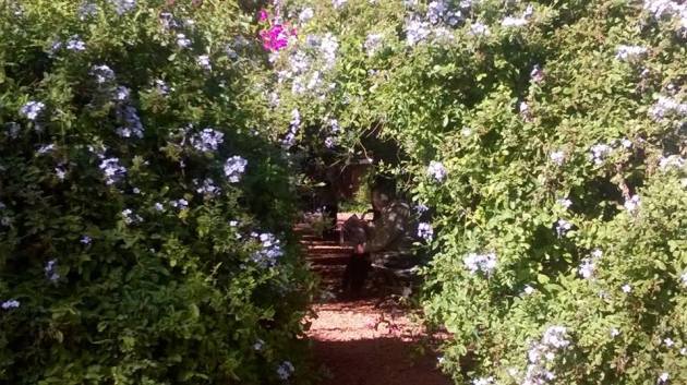 Velho lê jornal no espaço de leitura no Botânico de Buenos Aires. Foto: Dulce Moraes (Arquivo Pessoal)