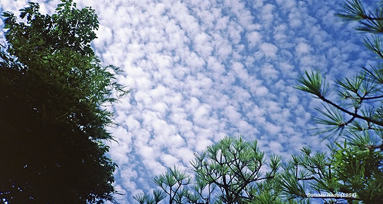 Como fotografias nos conectam a&nbsp;natureza?