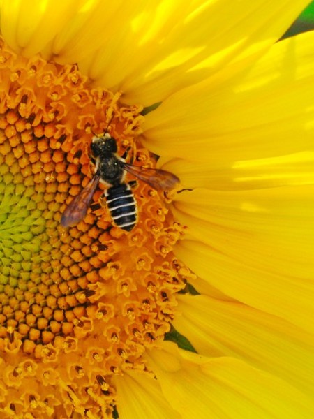 Salve as abelhas e se&nbsp;salve