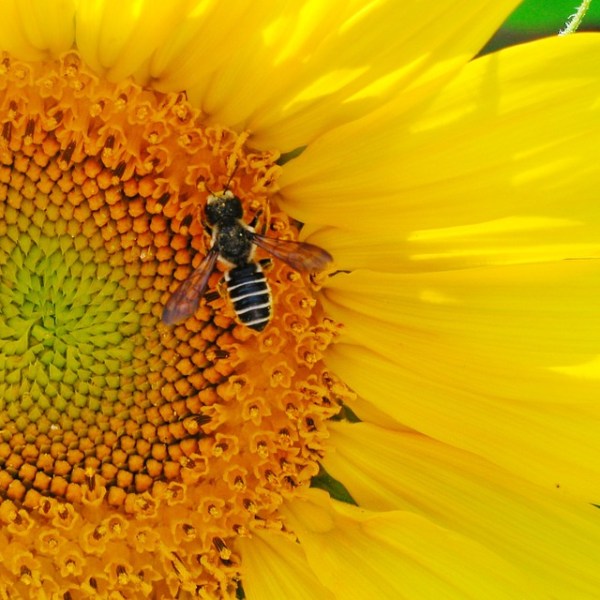 Salve as abelhas e se&nbsp;salve