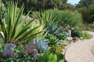 Originárias de regióes áridas, agaves e cactáceas tem seus reservatórios de água