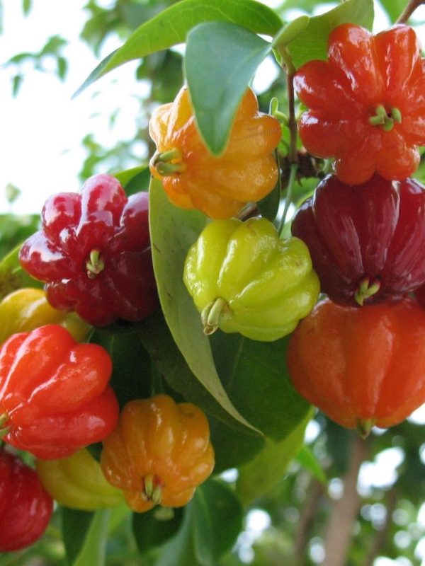 Pomar no vaso: versatilidade do paisagismo&nbsp;comestível