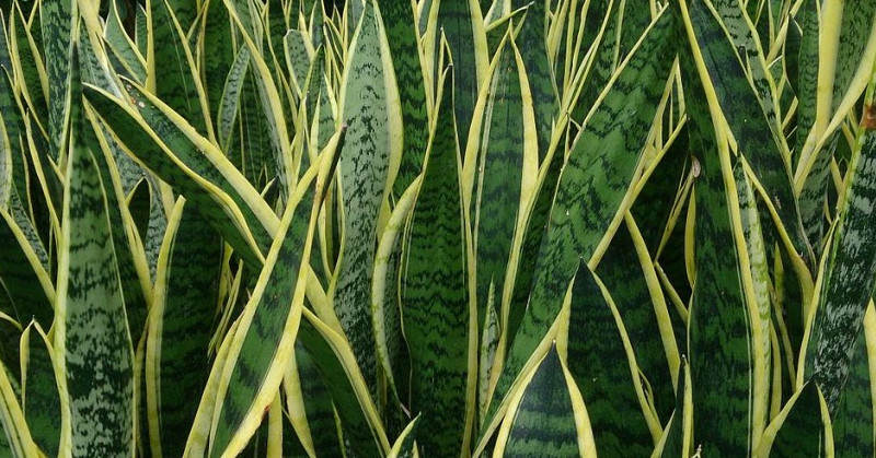 Até que ponto as plantas nos protegem ou dão azar?