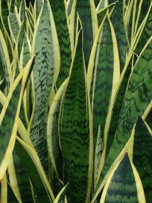 Até que ponto as plantas nos protegem ou dão&nbsp;azar?