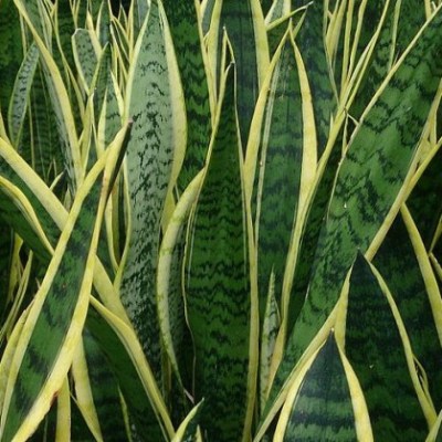 Até que ponto as plantas nos protegem ou dão&nbsp;azar?