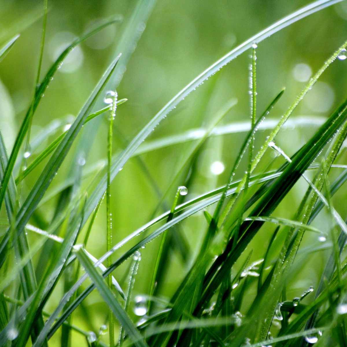 Resenha:  Como as plantas se&nbsp;comunicam?