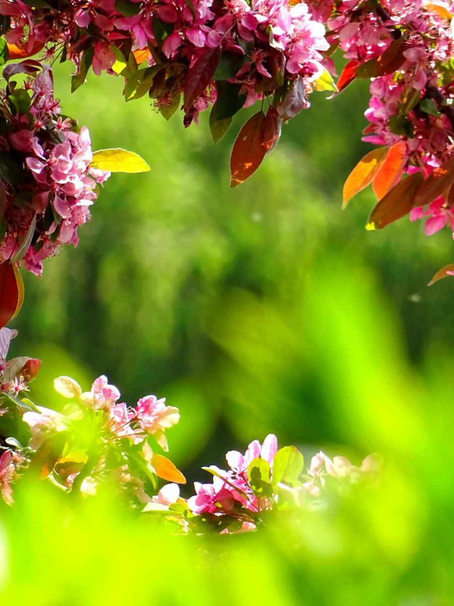 Sinergia no mundo das plantas e&nbsp;animais